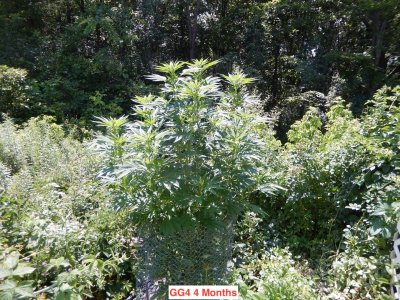 GG4 4 months.jpeg