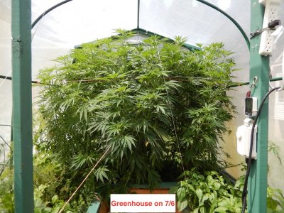 greenhouse 7:6.jpeg