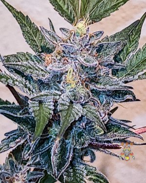 haole moonshine #3 mid week 8-1.jpg
