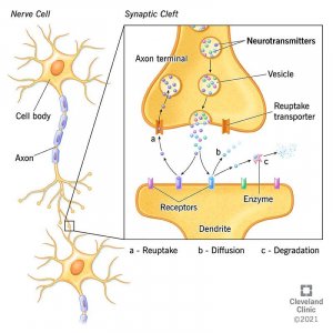 22513-neurotransmitters.jpg