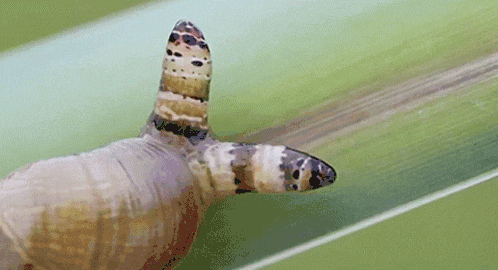 weird-snail.gif