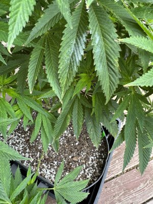 IMG_1293.jpeg