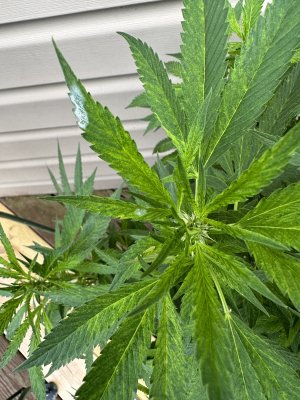 IMG_1291.jpeg