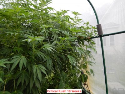 Critical Kush 18 wks.jpeg