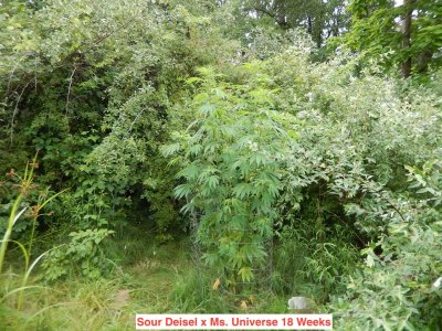 sour Deisel x ms Unive. 18wks.jpeg