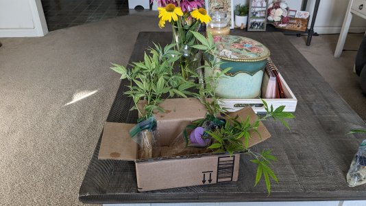 PXL_20230719_221545960.jpg