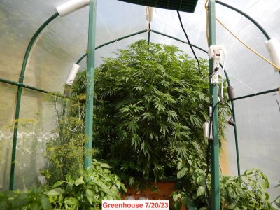 greenhouse 7:20.jpeg