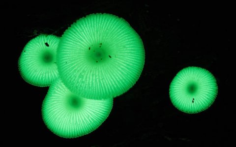 Mycena - glowing2.jpg