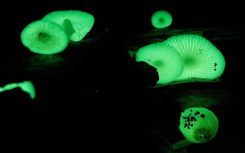 Mycena - glowing3.jpg