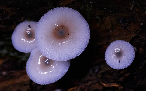 Mycena - glowing4.jpg