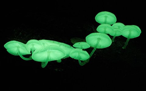 Mycena - glowing5.jpg