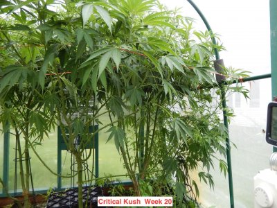 critical kush 20 wks.jpeg