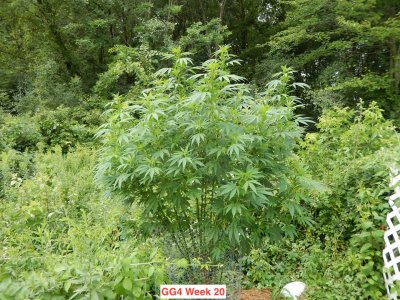 GG4 20 wks.jpeg
