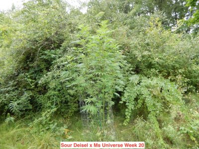 sour deisel x ms univ 20 wks.jpeg