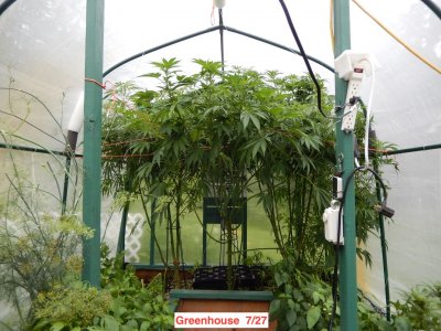 greenhouse 20 wks 7:27.jpeg