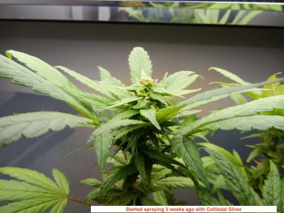 feminizing seed .jpeg