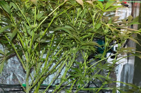 B3 lower buds.jpg