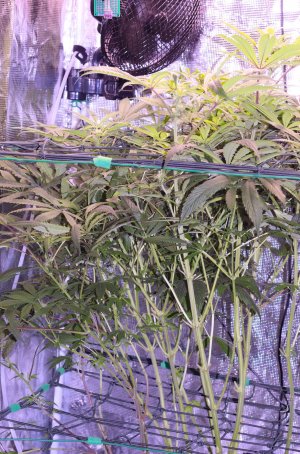 B1nB4 lower buds.jpg