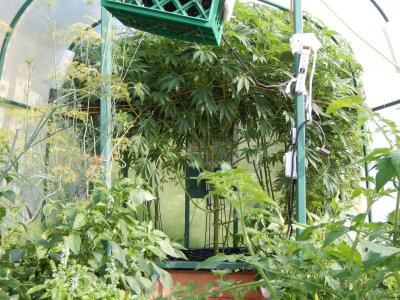 Greenhouse 8:3 .jpeg