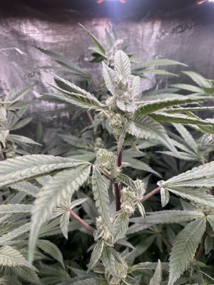 IMG_3192.jpeg