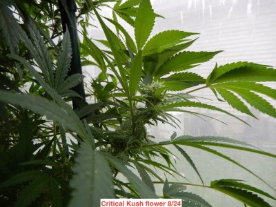 critical kush flower 8:24.jpeg