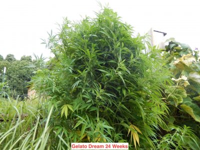 Gelato dream #1 24 wks.jpeg