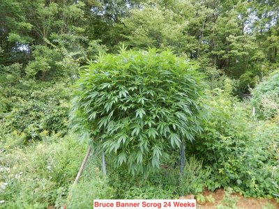 Bruce banner scrog 24 wks.jpeg