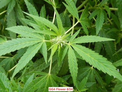 gg4 flower 8:24.jpeg