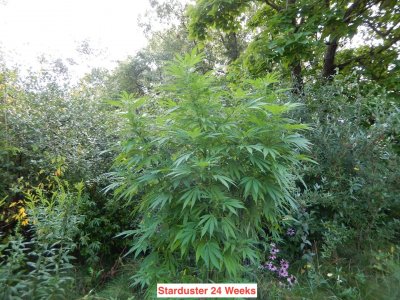starduster 24 wks.jpeg