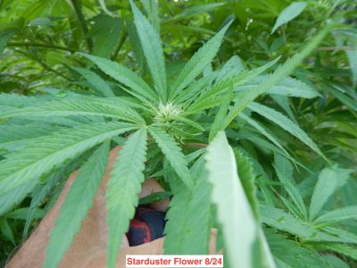 starduster flower 8:24.jpeg