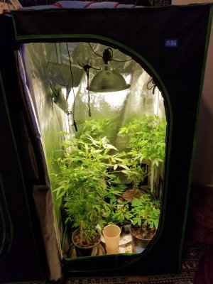 224 mother tent.jpg