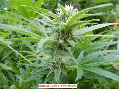 critical Kush flower2 9:2:2023.jpeg