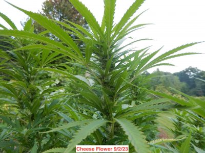 cheese flower 9:2:23.jpeg