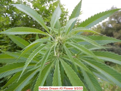 Gelato dream #3 flower 9:2:23.jpeg