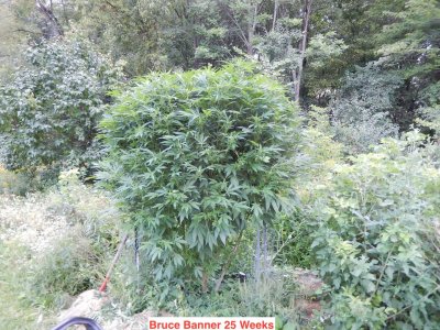 bruce banner 25 wks.jpeg