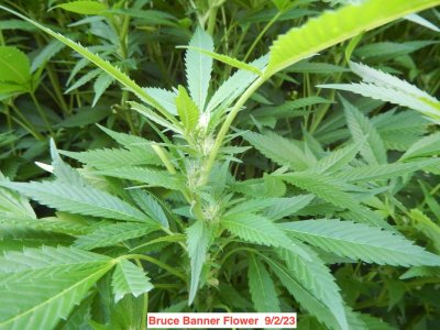 Bruce banner flower 9:2:23.jpeg