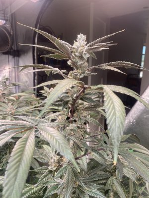 IMG_3411.jpeg