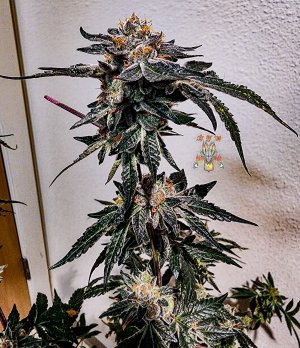 forum GSC .jpg