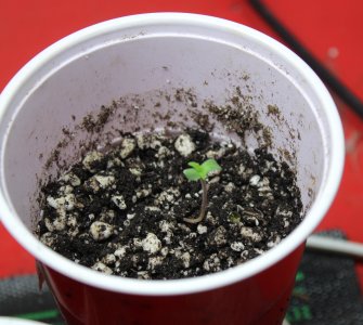 Green Crack seedling.JPG