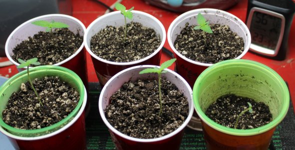 seedlings Oct1.JPG