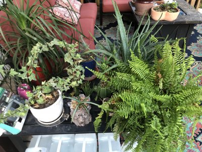 IMG_2111.jpeg