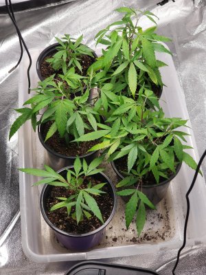 3 finger leaves.jpg 3 finger leaves.jpg