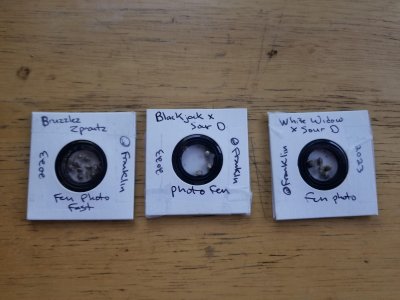 new seeds franklin gwe.jpg