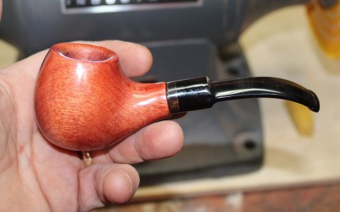 short bloodwood.JPG