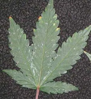 marijuana-thrips-leaf-damage-silvery-spots.jpg