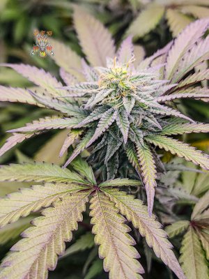 haole moonshine #3-10.jpg