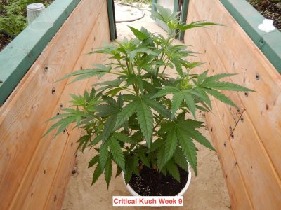 critical kush 9 wks.jpeg