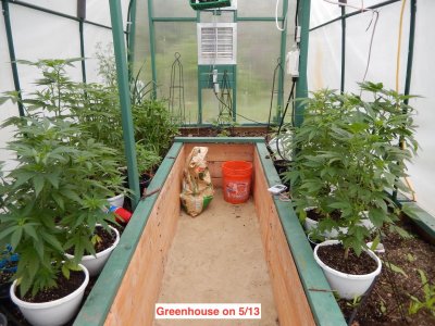 Greenhouse 9 wks 5:13.jpeg