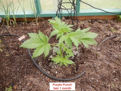 purple punch fast 1 month.jpeg