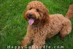 Types of Goldendoodles: Generations, Sizes, & Colors Galore ...